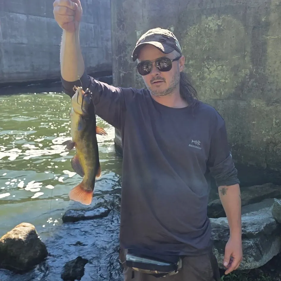 The most recent Black bullhead catches on Fishbrain