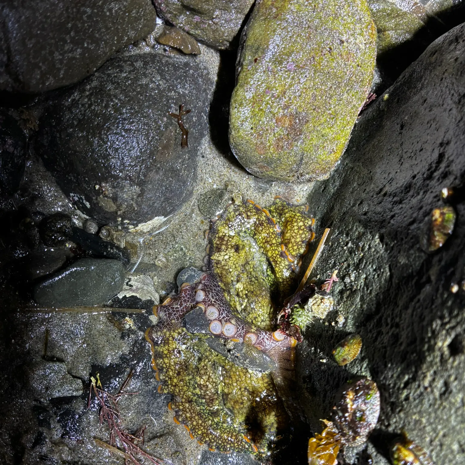 The most recent Common octopus catches on Fishbrain