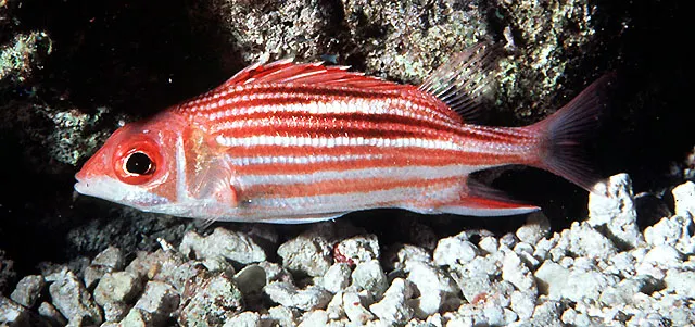 Smallmouth squirrelfish