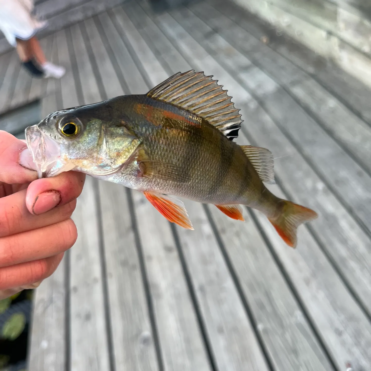 European perch caught on Fishbrain