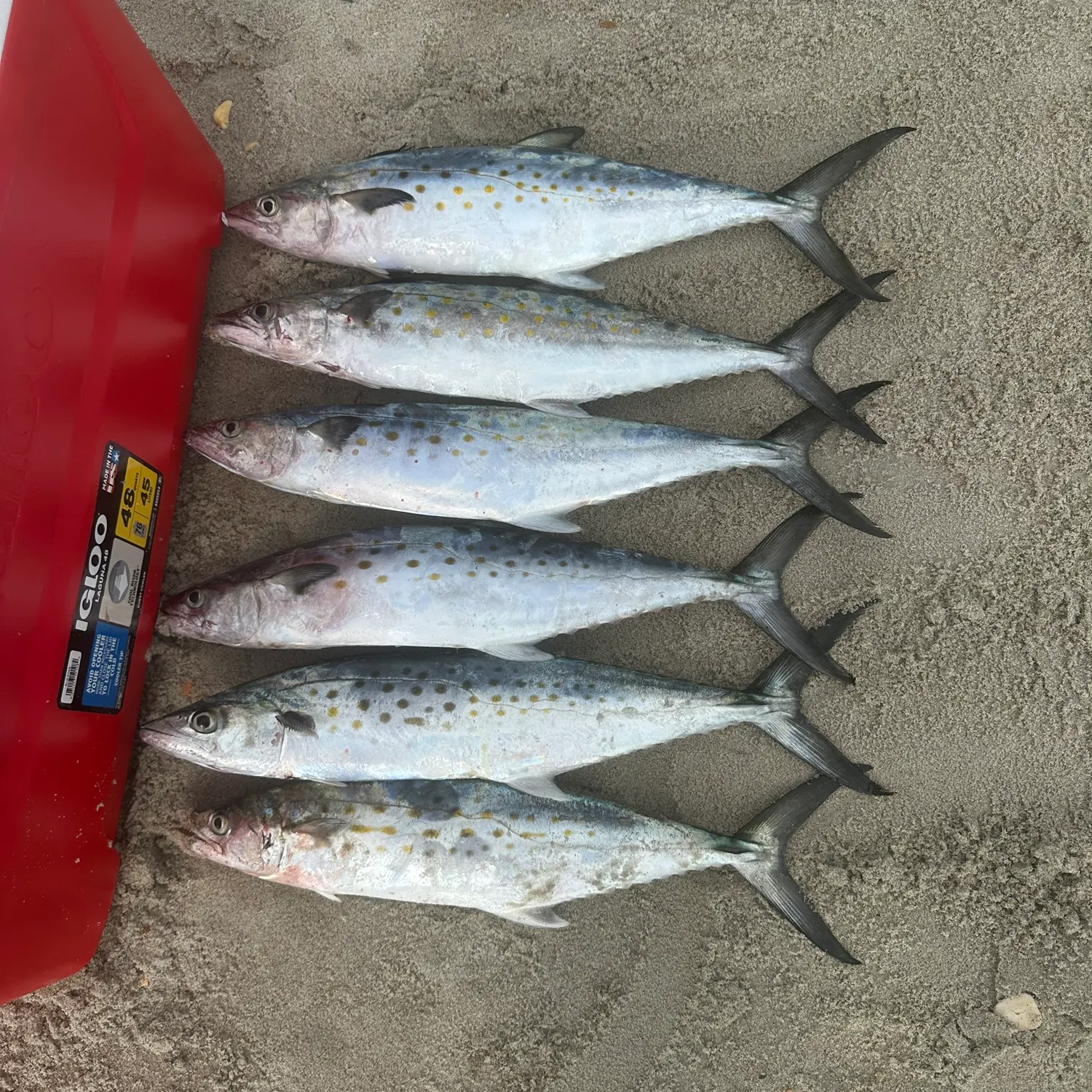 Spanish mackerel caught on Fishbrain