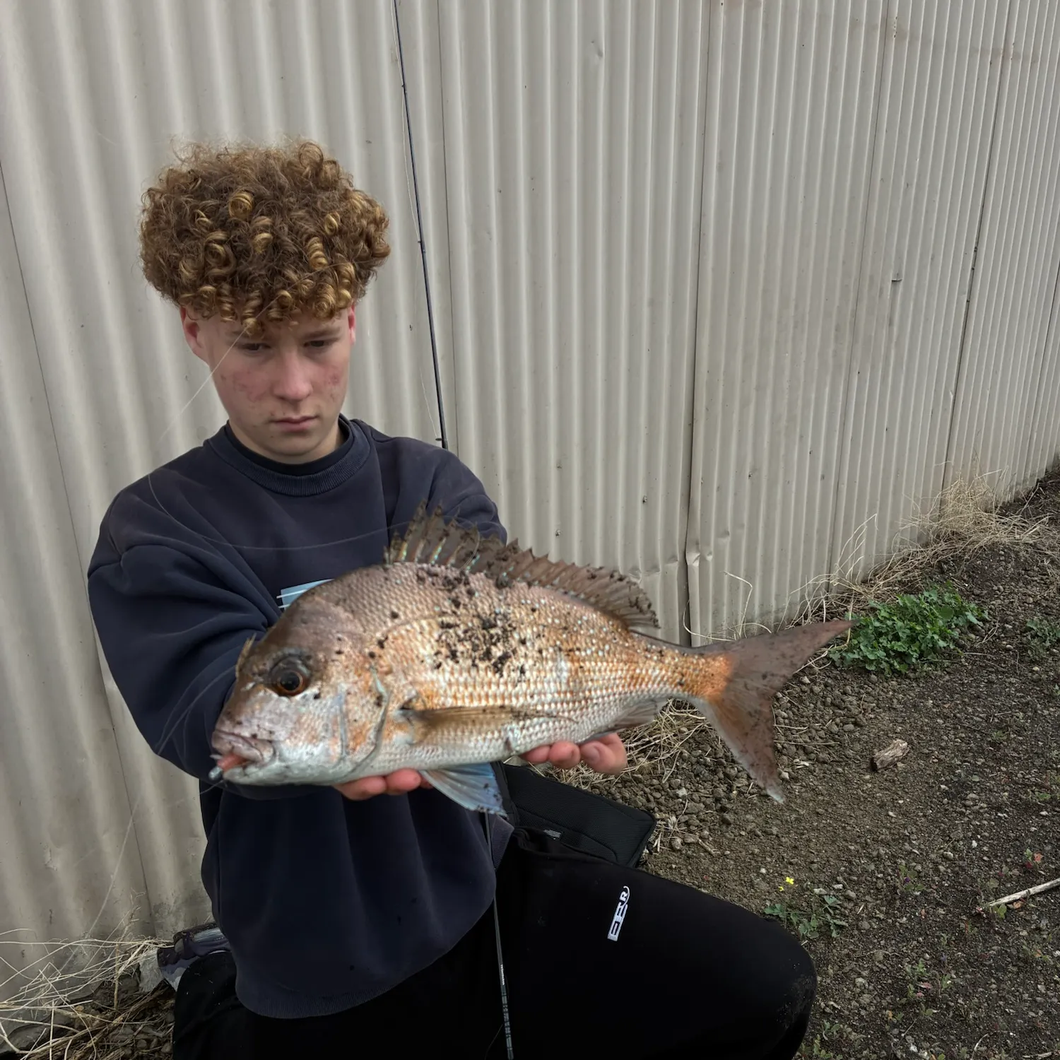 The most recent Australasian snapper catches on Fishbrain