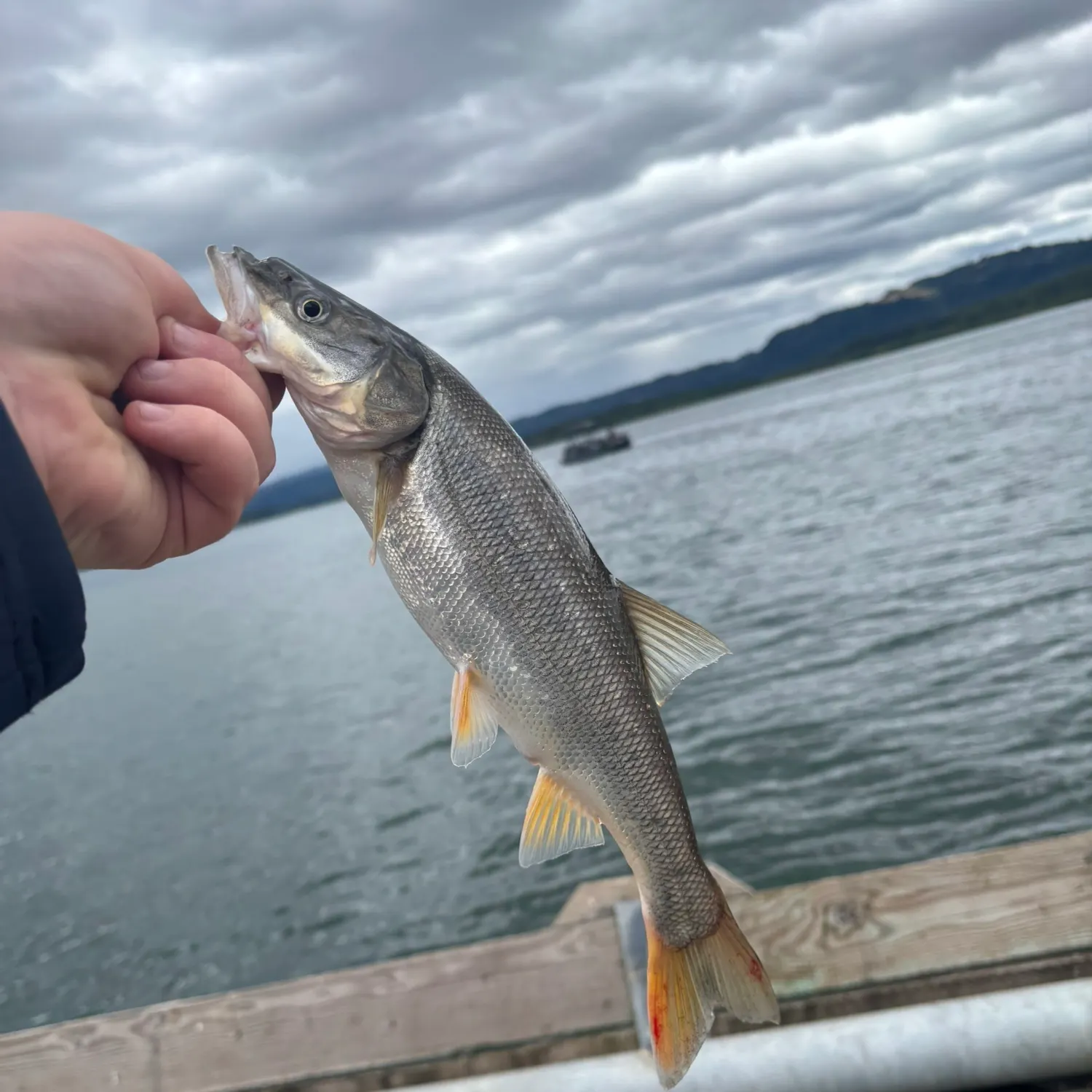 Northern pikeminnow caught on Fishbrain