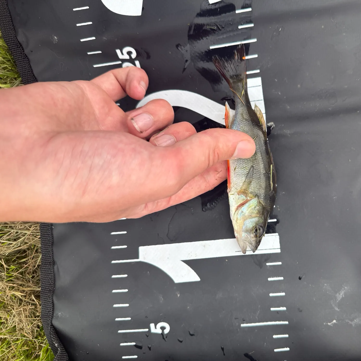 European perch caught on Fishbrain