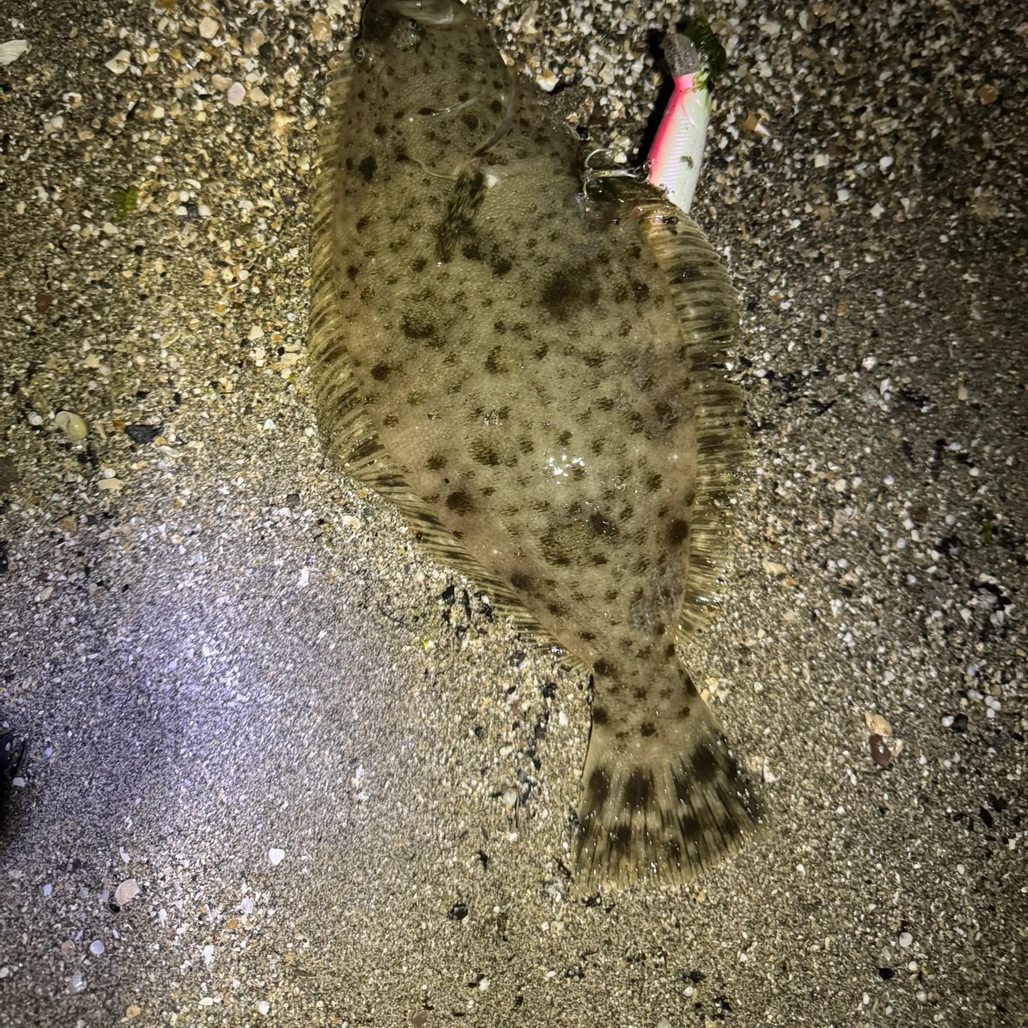 The most recent California halibut catches on Fishbrain