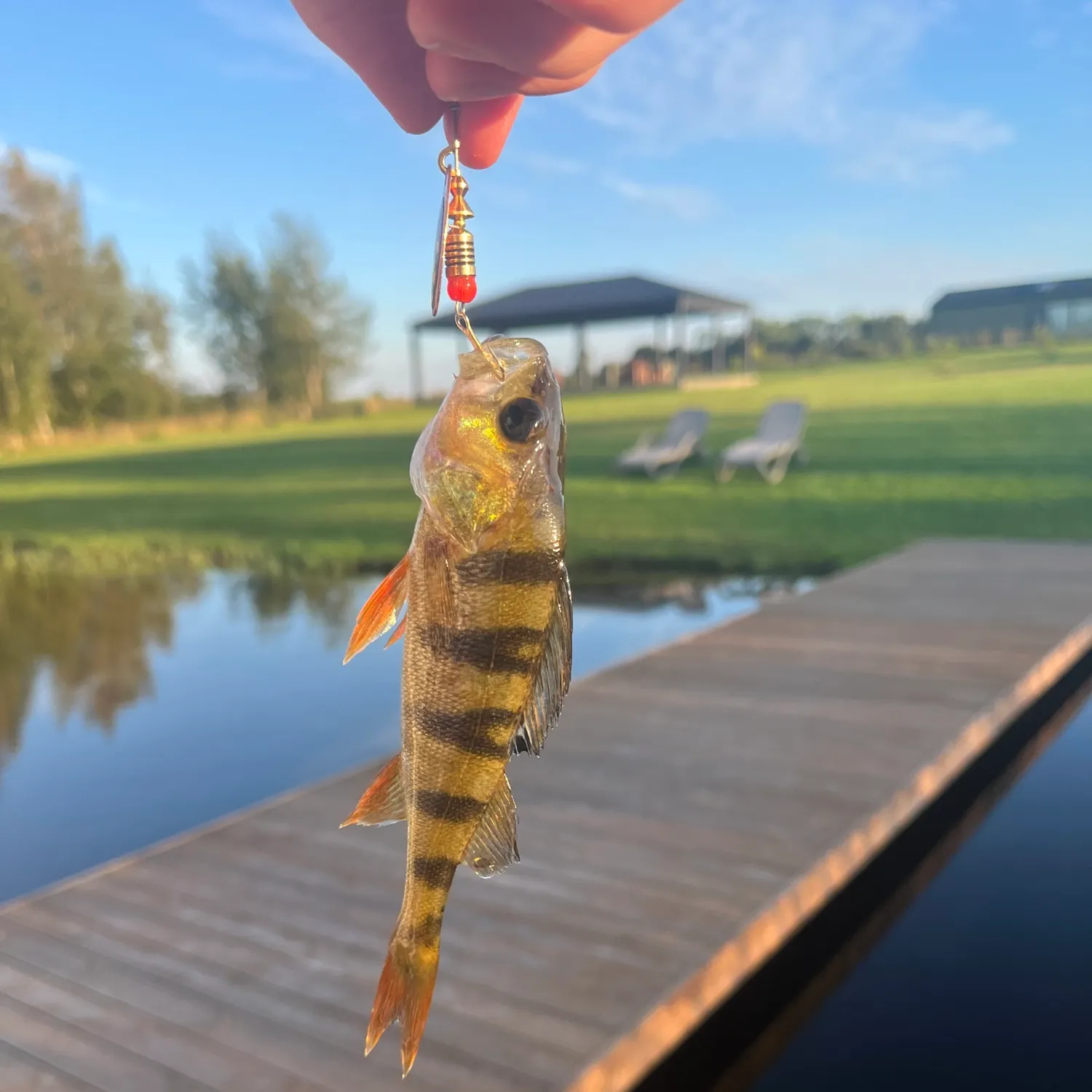 European perch caught on Fishbrain