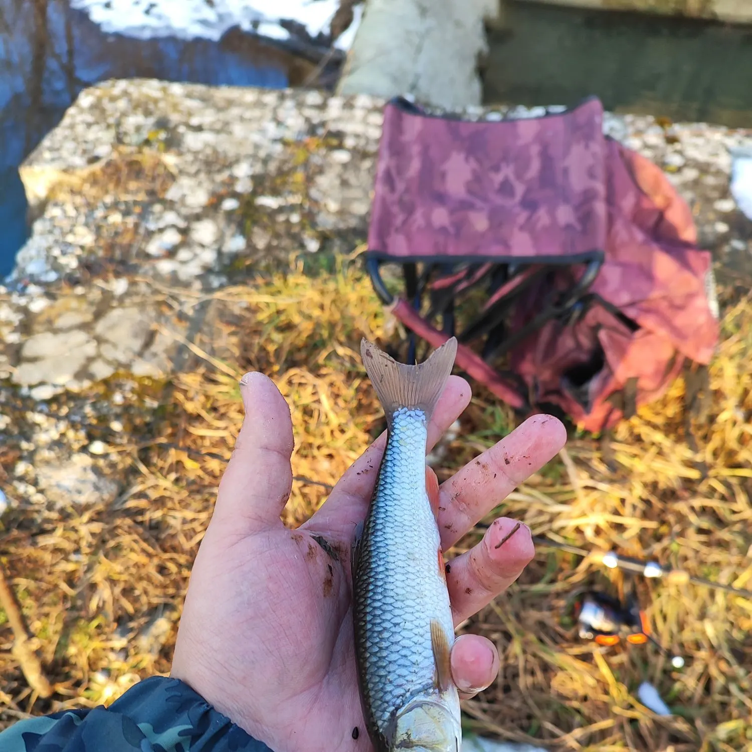 The most recent European chub catches on Fishbrain