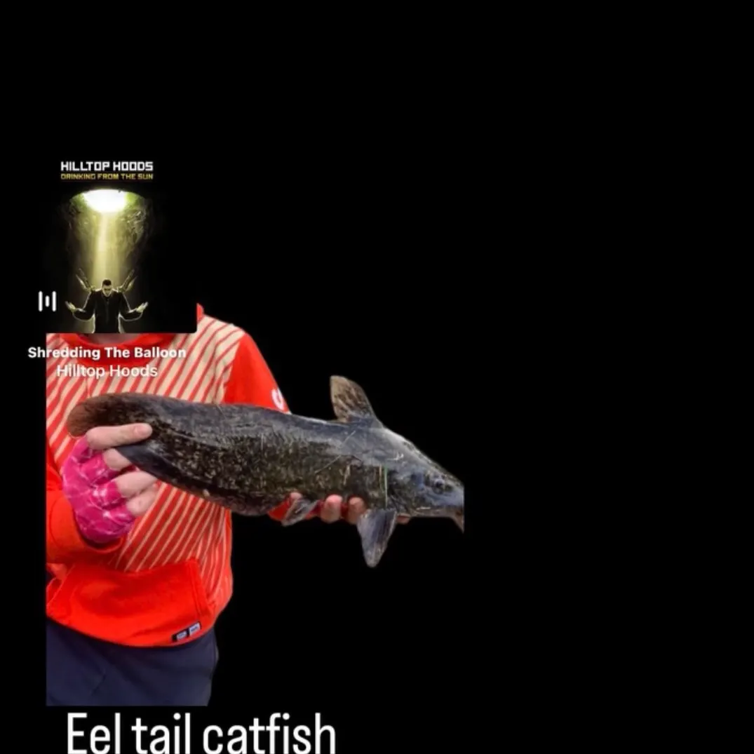 The most recent Dewfish catches on Fishbrain