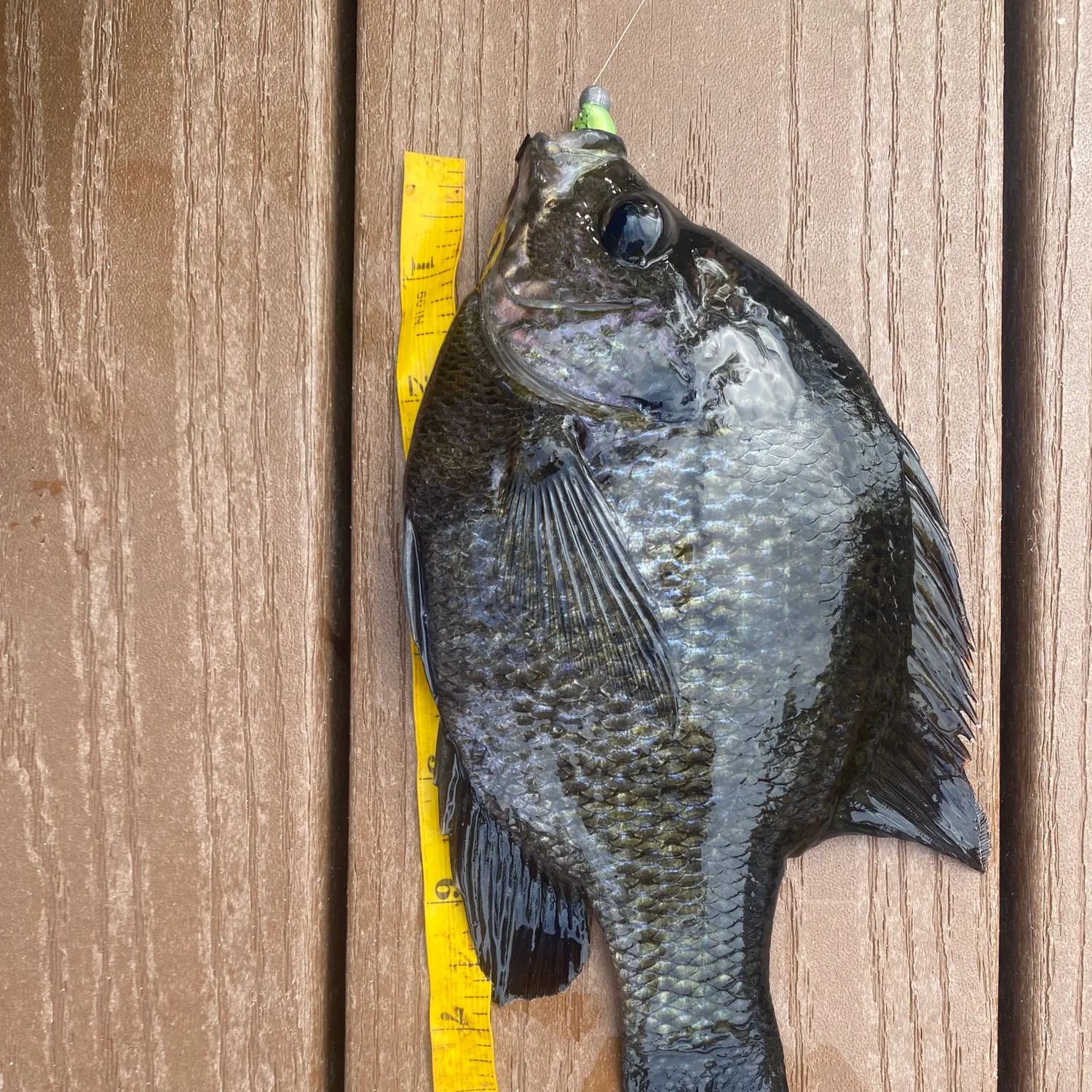 Bluegill caught on Fishbrain