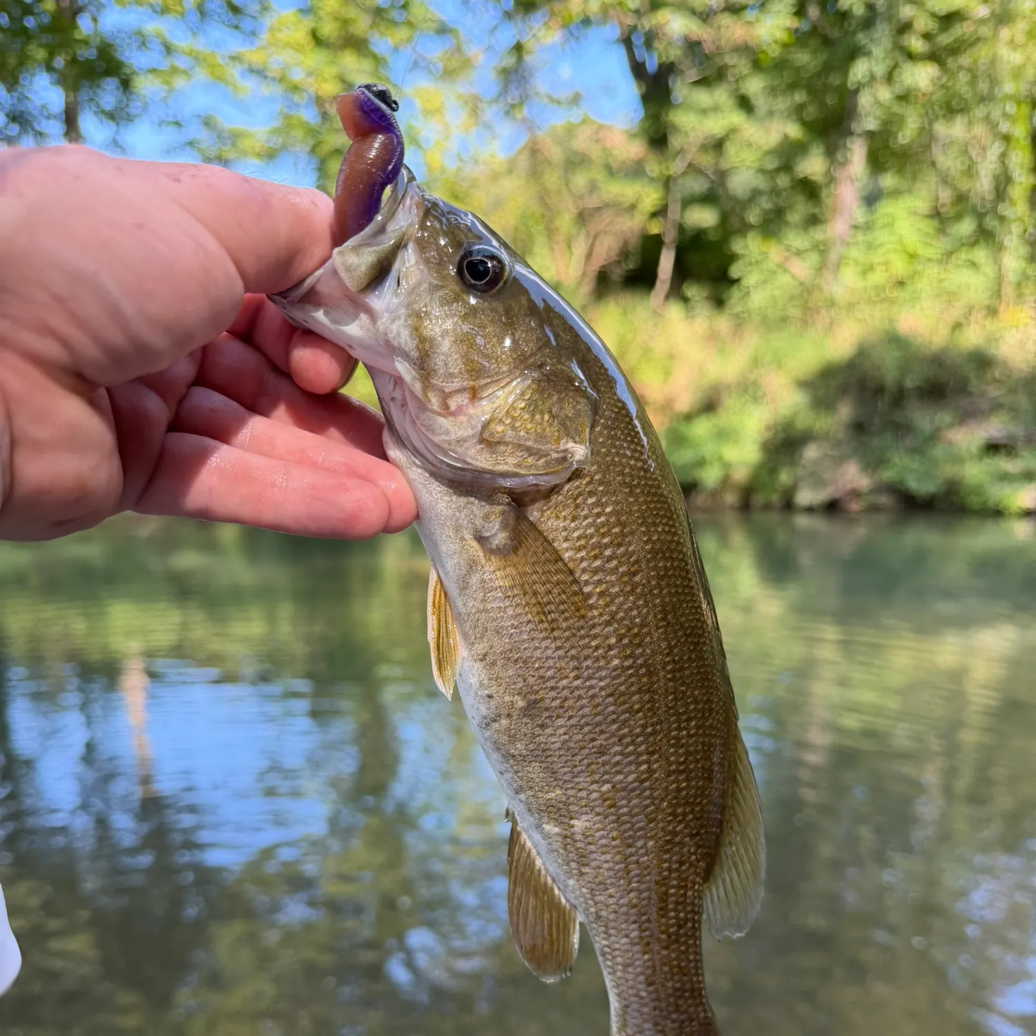 Smallmouth bass caught on Fishbrain