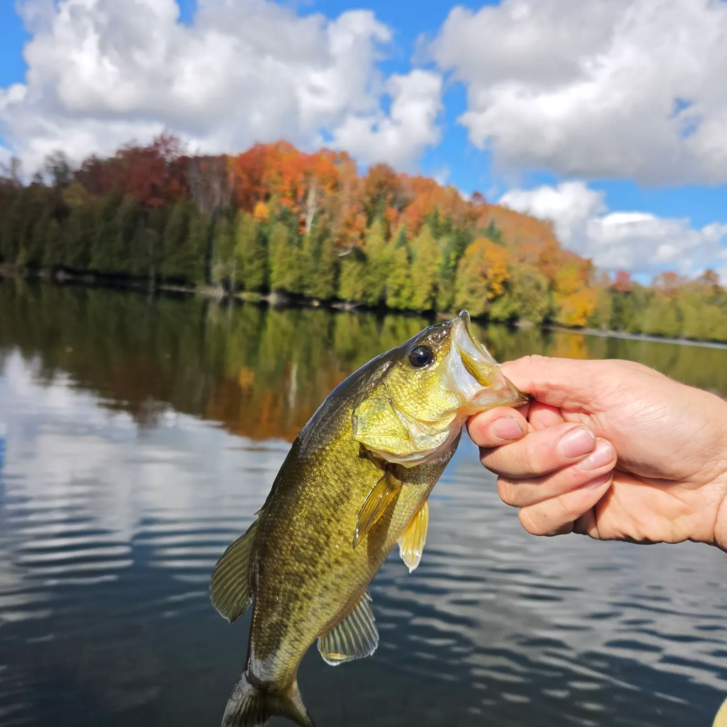 Largemouth bass caught on Fishbrain