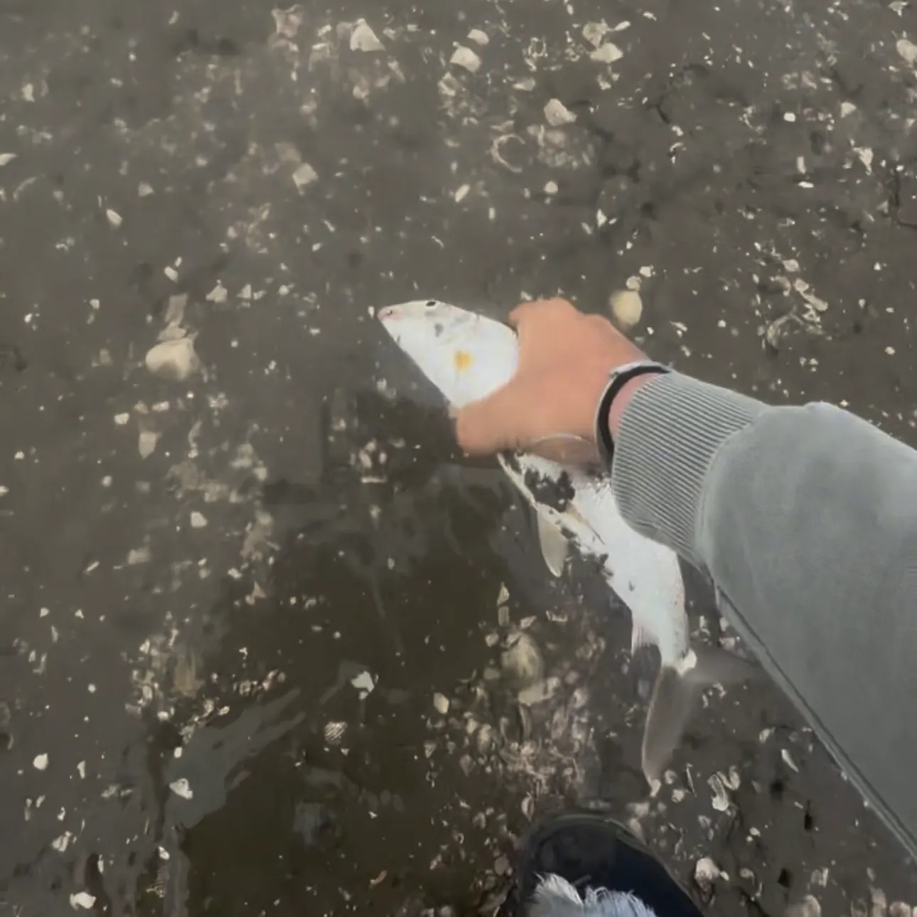 The most recent Longjaw bonefish catches on Fishbrain