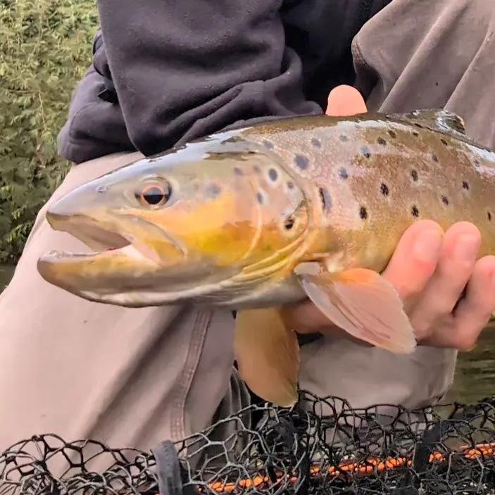 Brown trout caught on Fishbrain