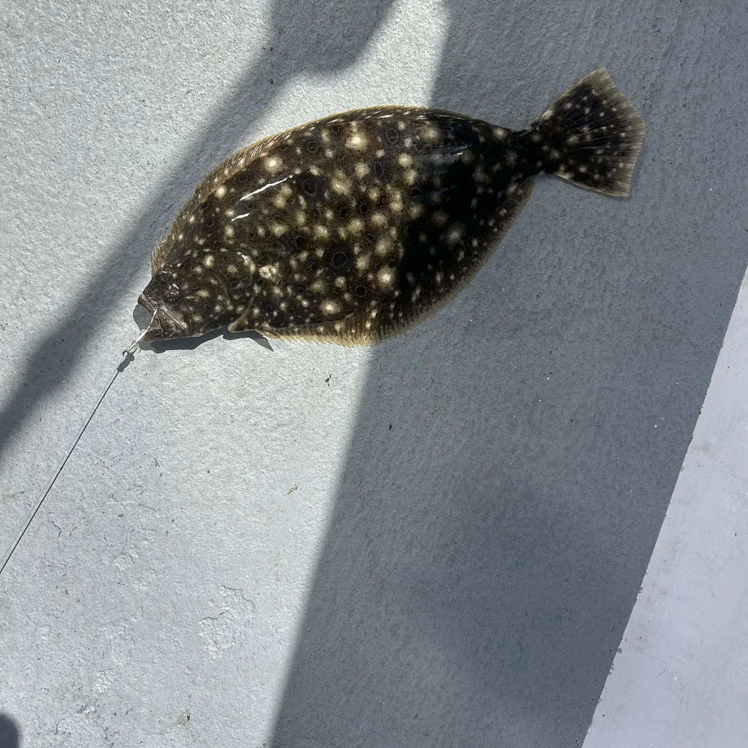 Summer flounder caught on Fishbrain