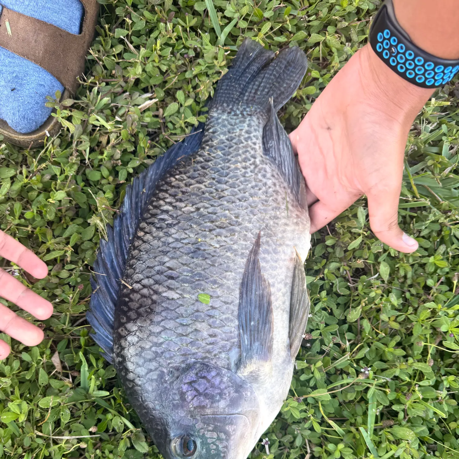 Nile tilapia caught on Fishbrain