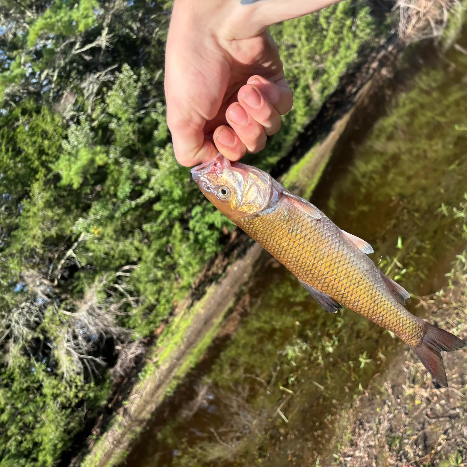 Fallfish caught on Fishbrain