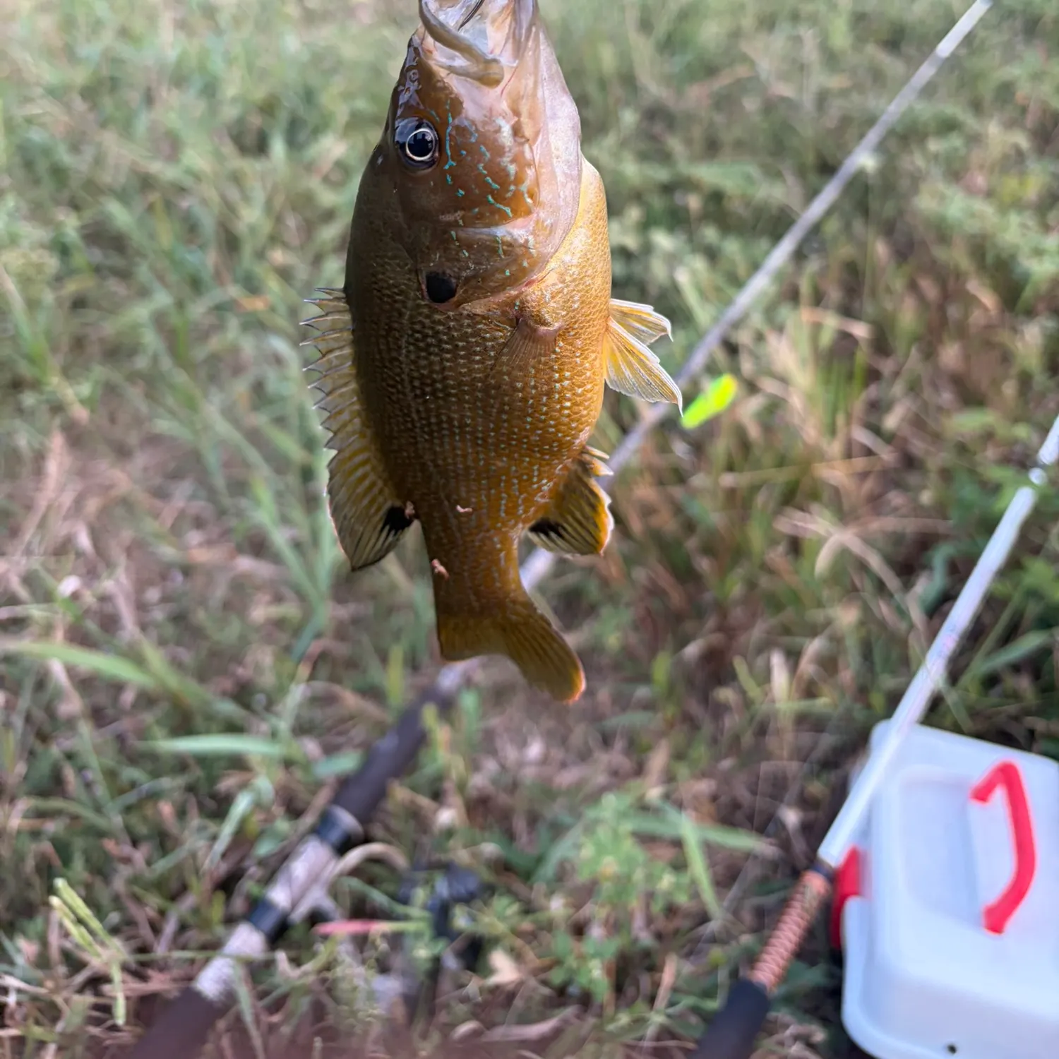 Green sunfish caught on Fishbrain