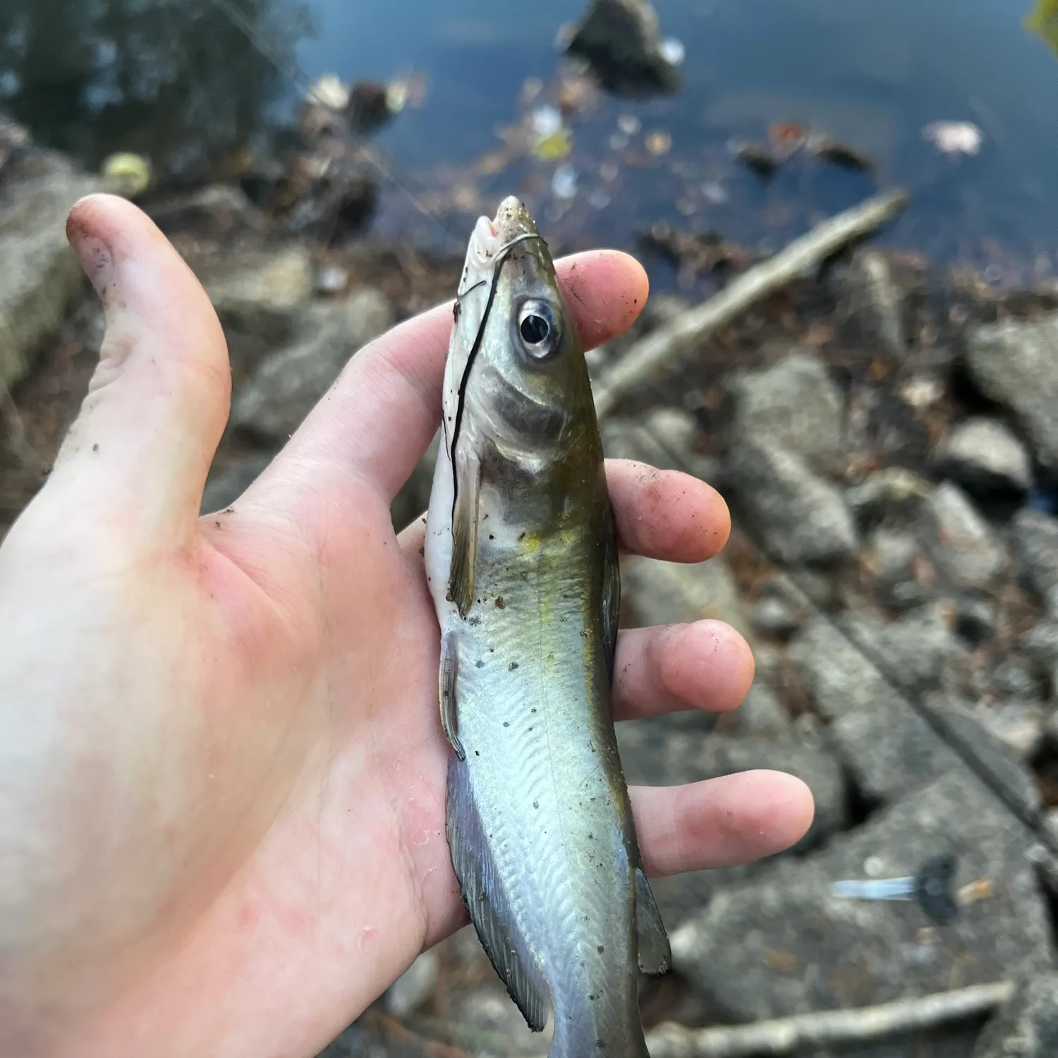 Channel catfish caught on Fishbrain