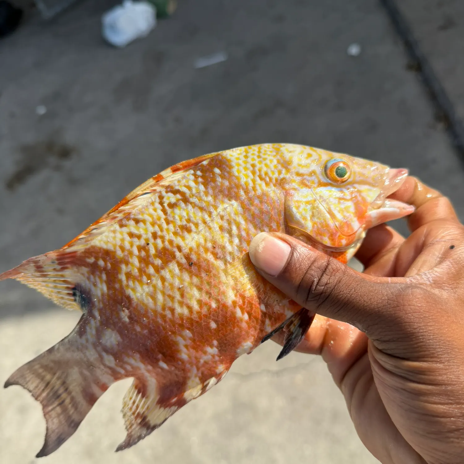 The most recent Hogfish catches on Fishbrain