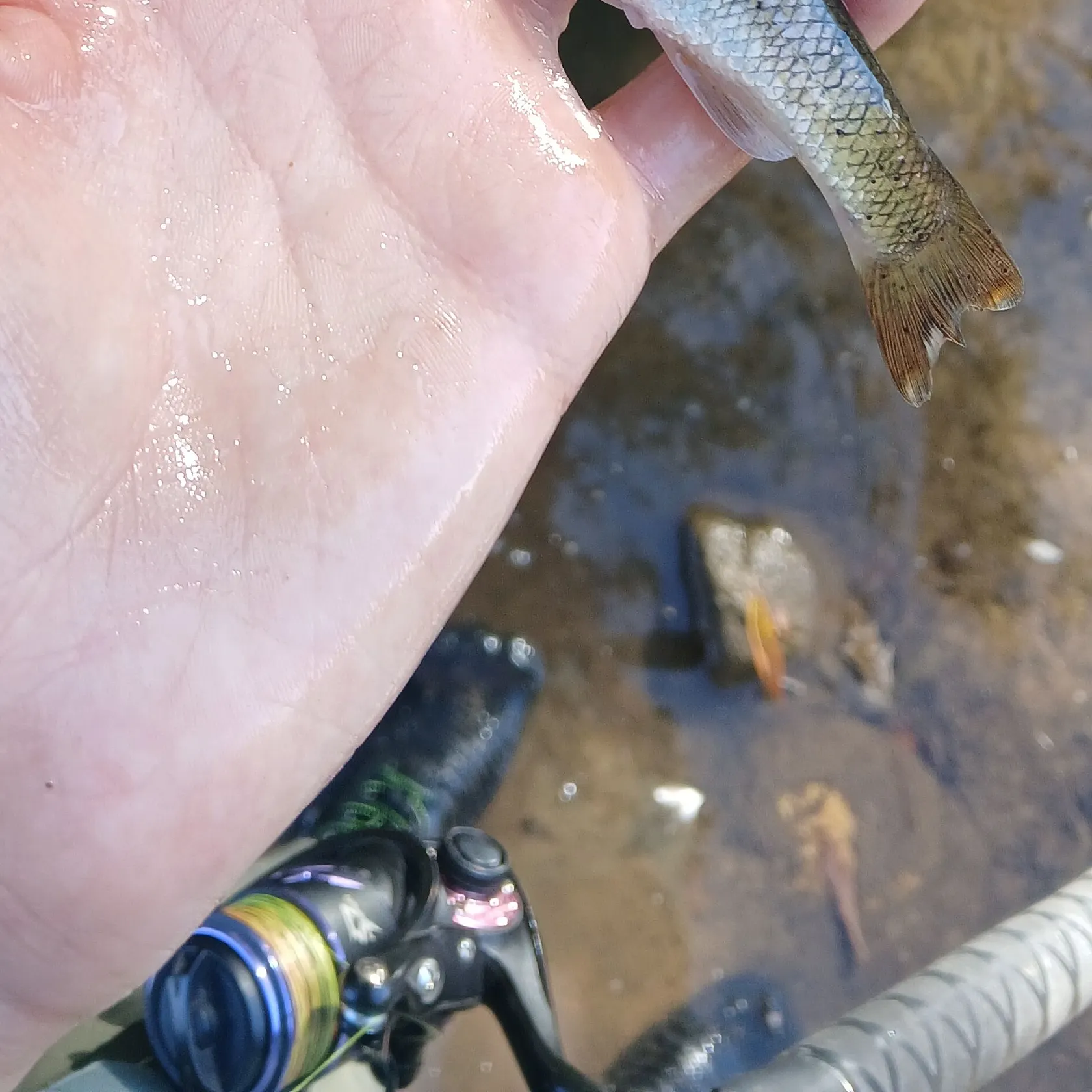 Creek chub caught on Fishbrain