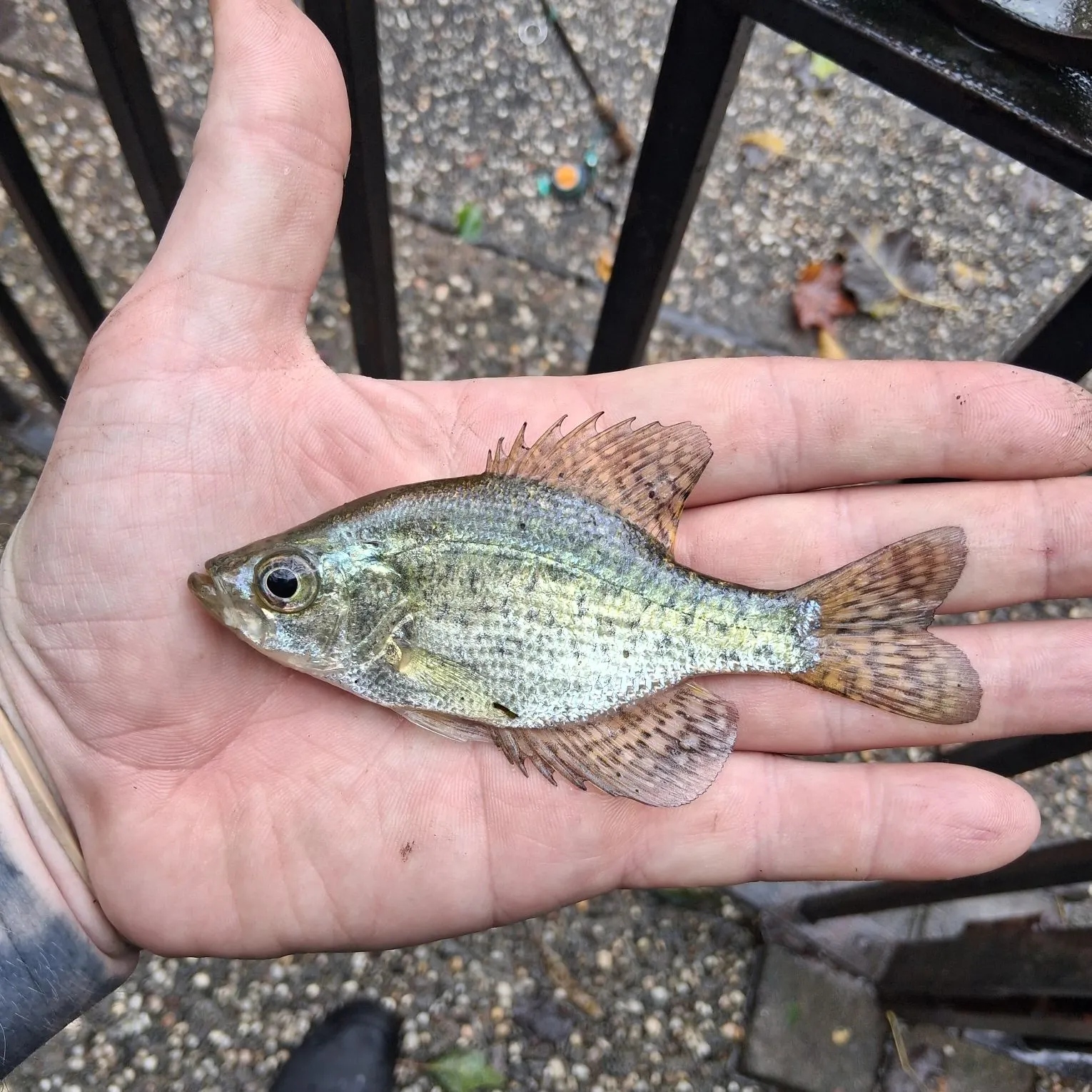 Black crappie caught on Fishbrain