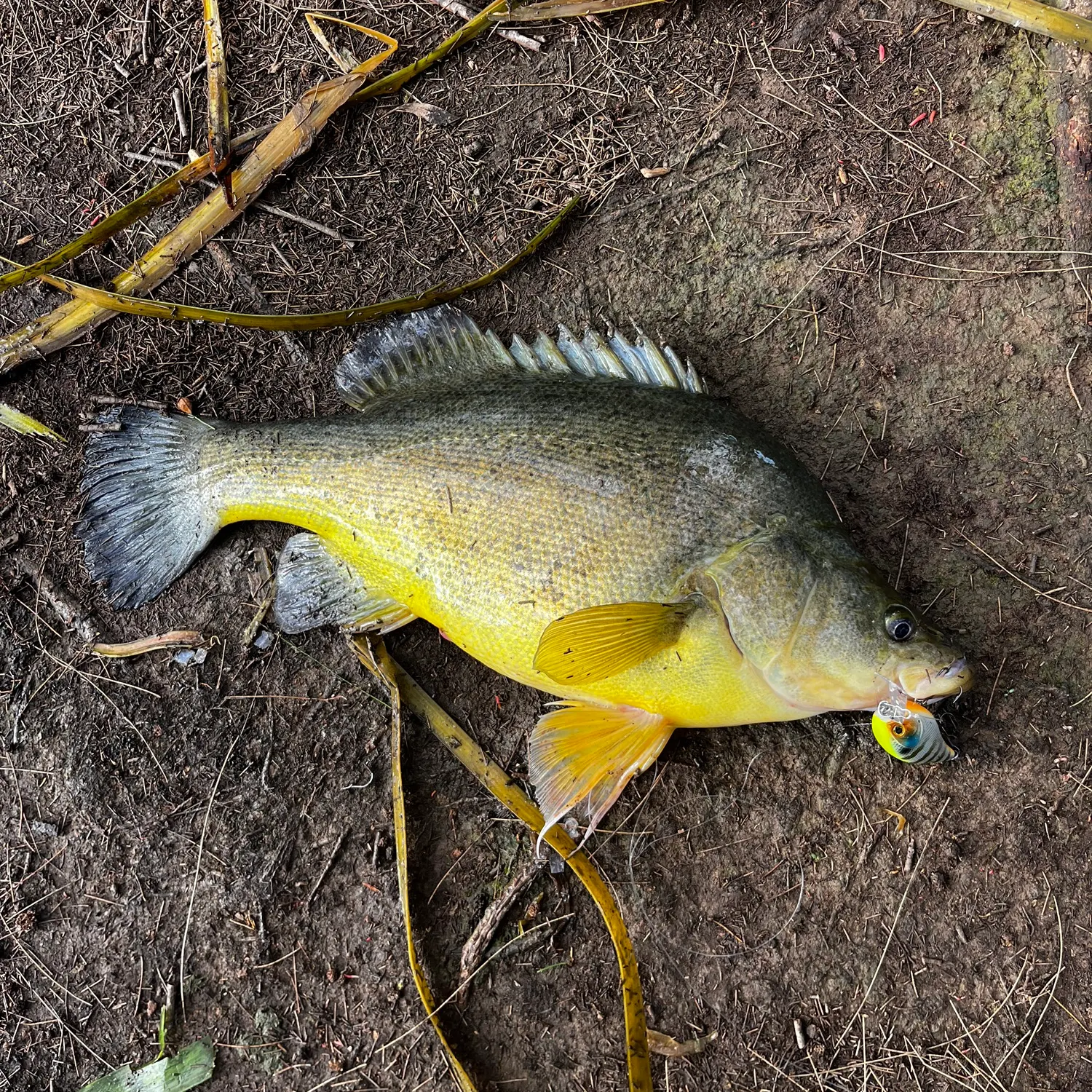 The most recent Golden perch catches on Fishbrain