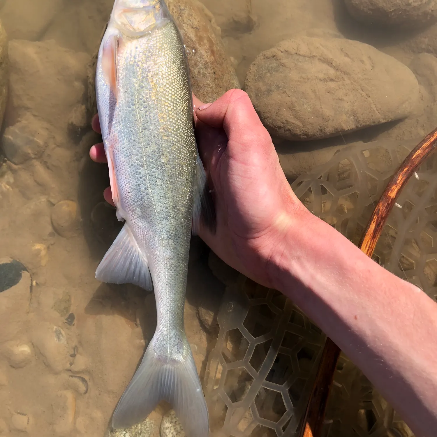 most liked catch image
