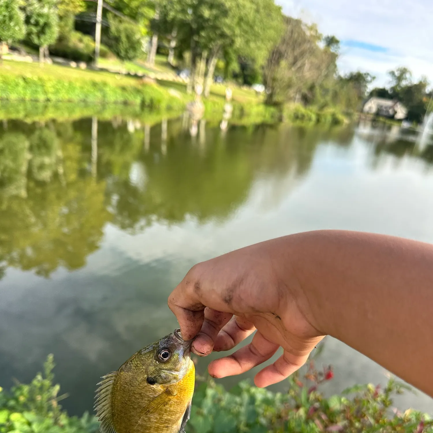 Bluegill caught on Fishbrain