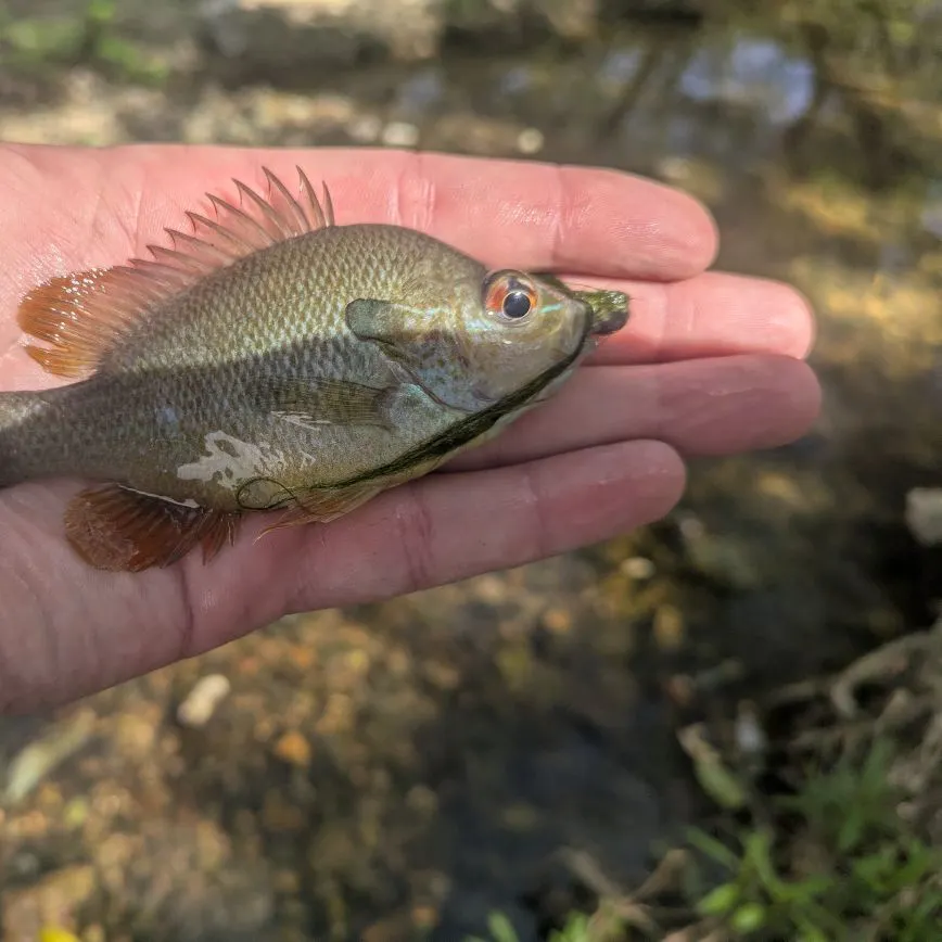 The most recent Longear sunfish catches on Fishbrain