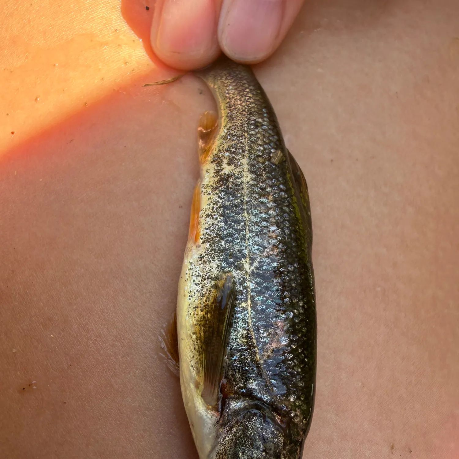 The most recent California roach catches on Fishbrain