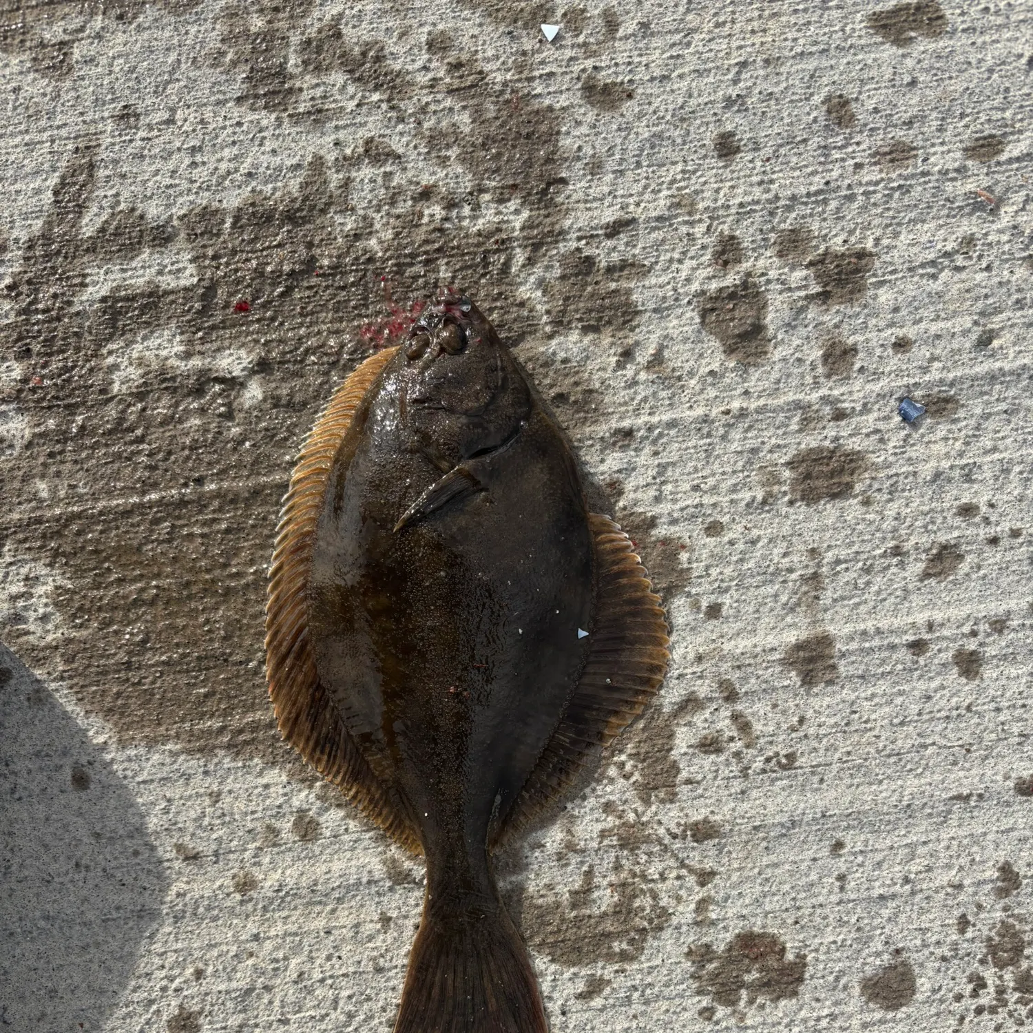 European flounder caught on Fishbrain