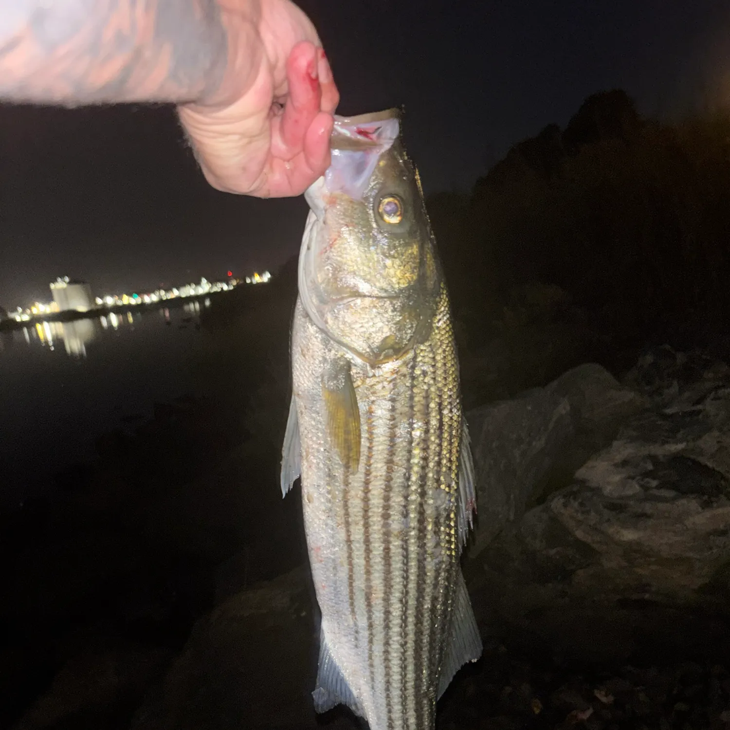 Striped bass caught on Fishbrain