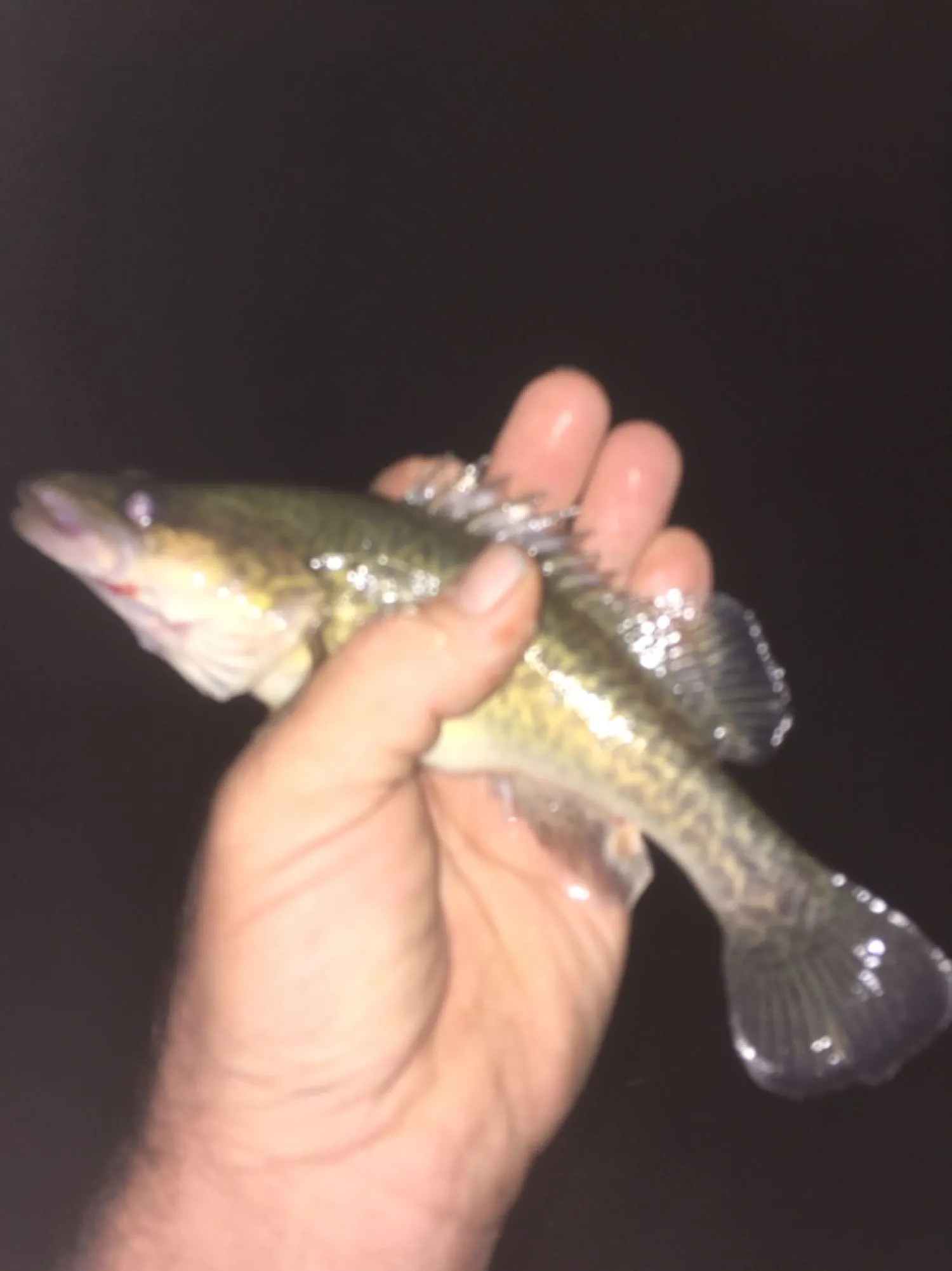 Post image from Dennism1