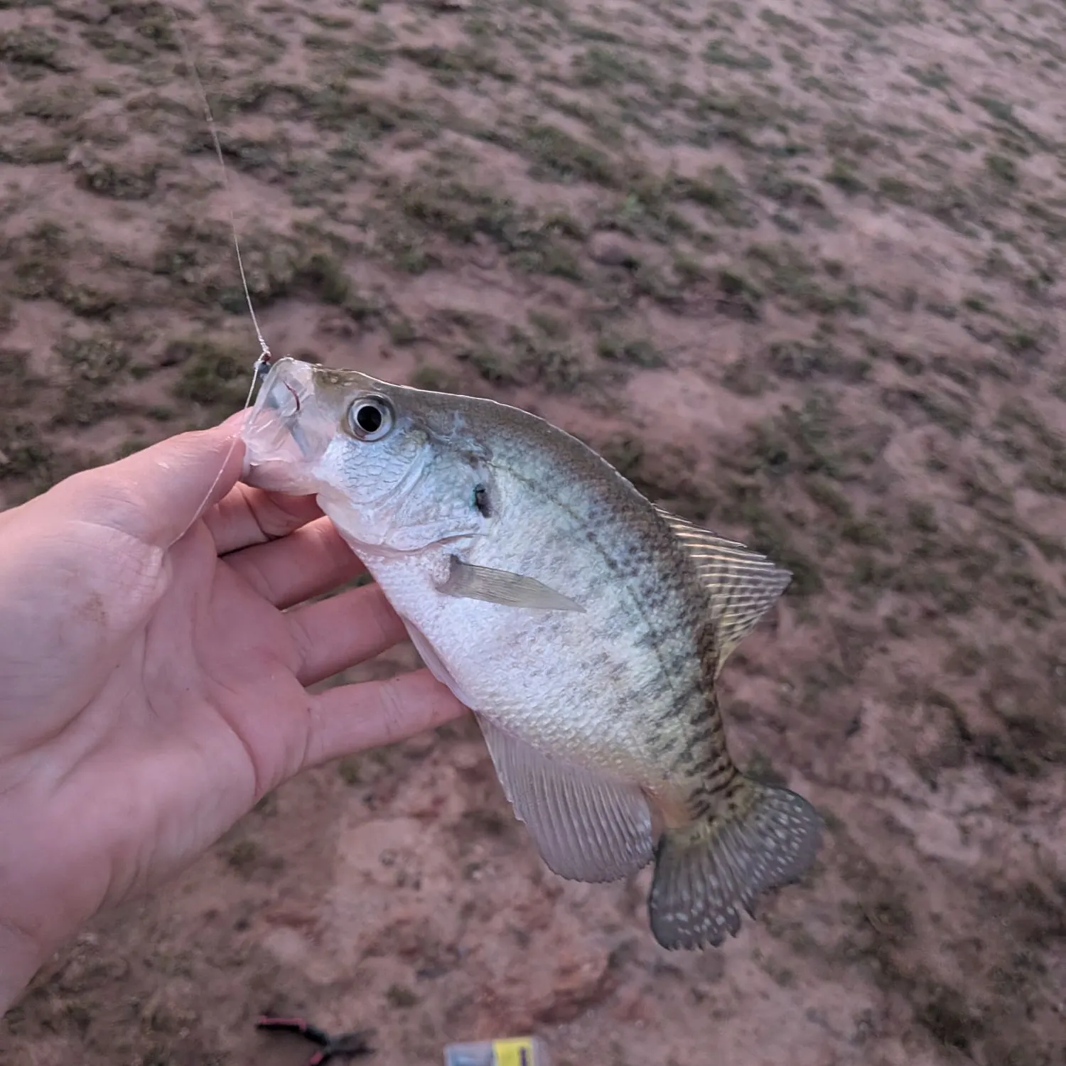 The most recent White crappie catches on Fishbrain