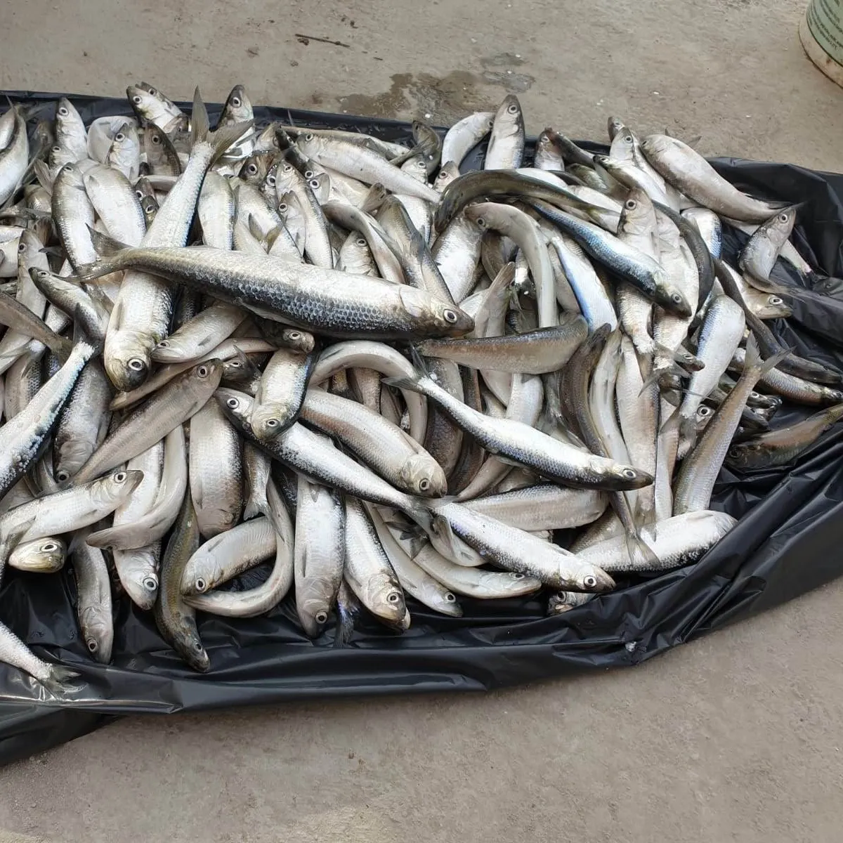 The most recent Allis shad catches on Fishbrain