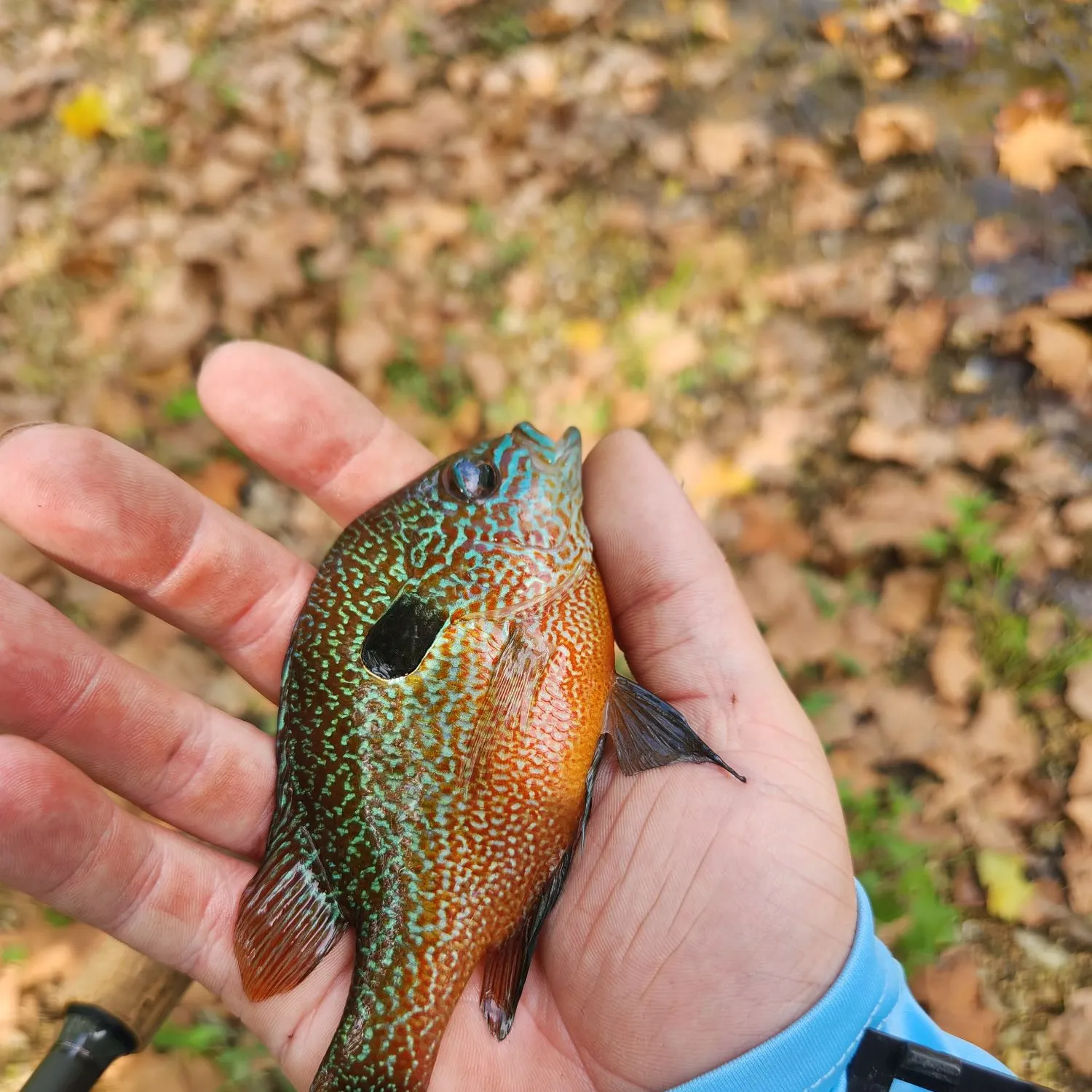 Longear sunfish caught on Fishbrain
