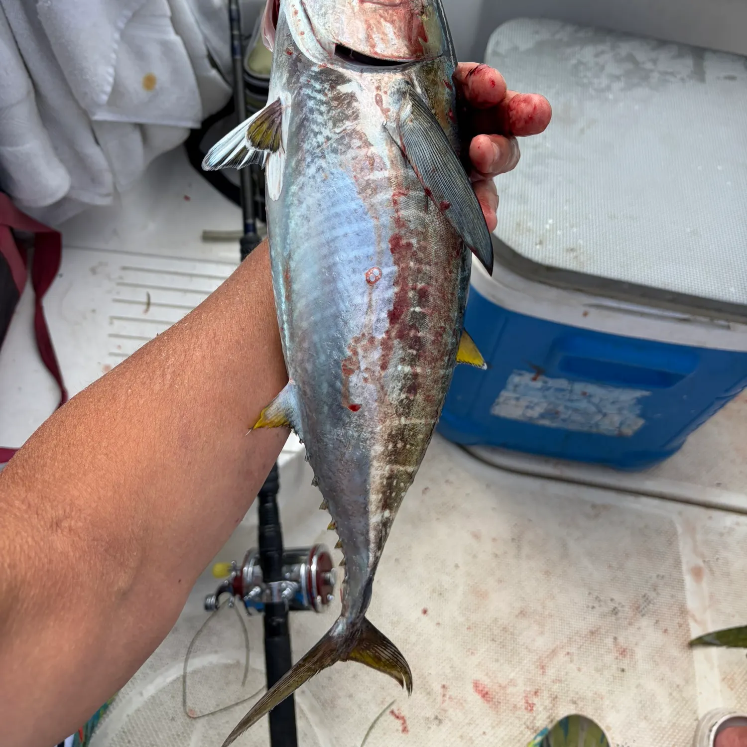 Fish caught on Fishbrain