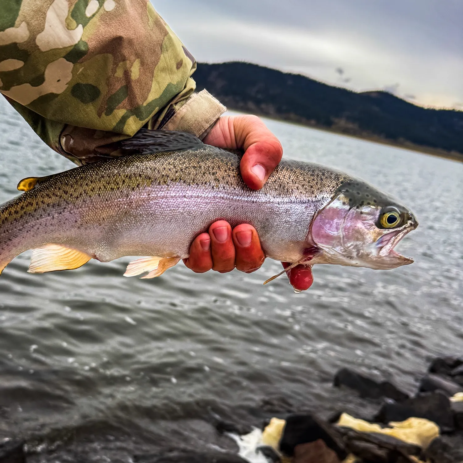 Rainbow trout caught on Fishbrain