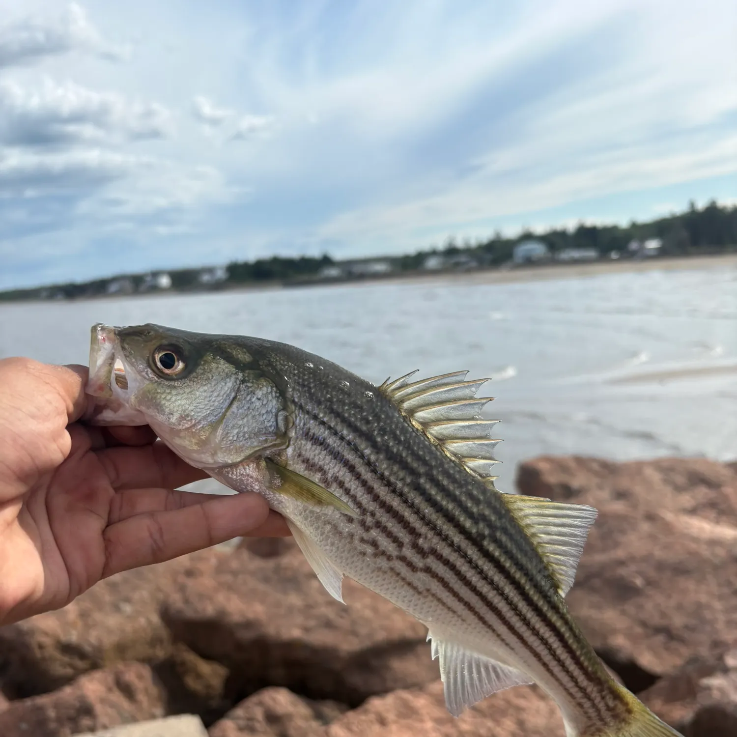 Striped bass caught on Fishbrain