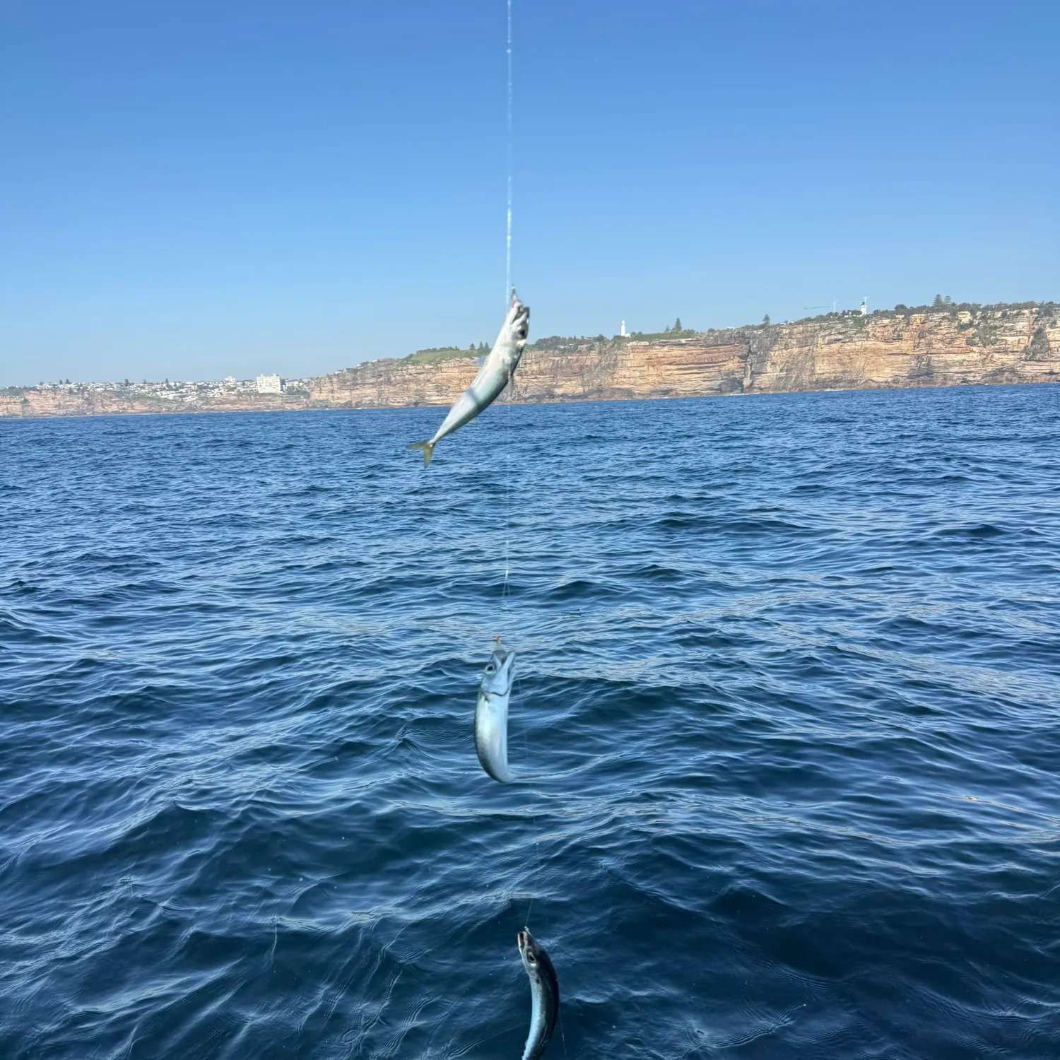 Blue mackerel caught on Fishbrain