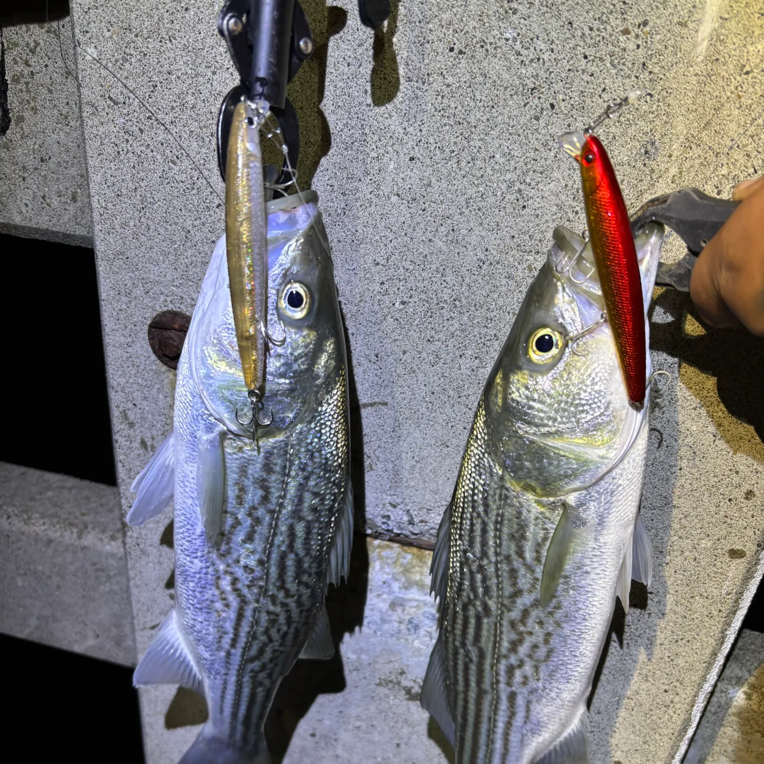 Striped bass caught on Fishbrain