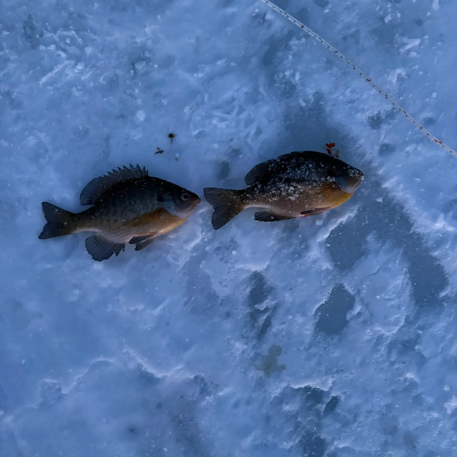 recently logged catches