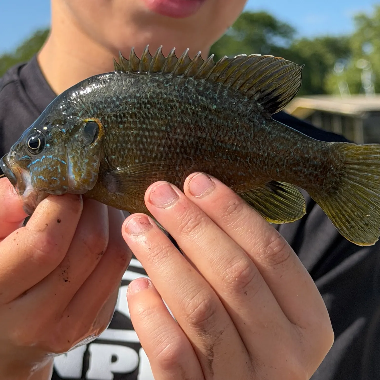 Green sunfish caught on Fishbrain