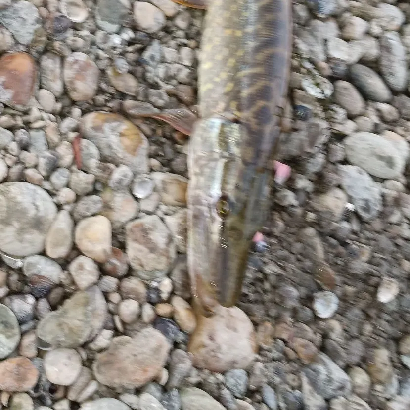 Northern pike caught on Fishbrain