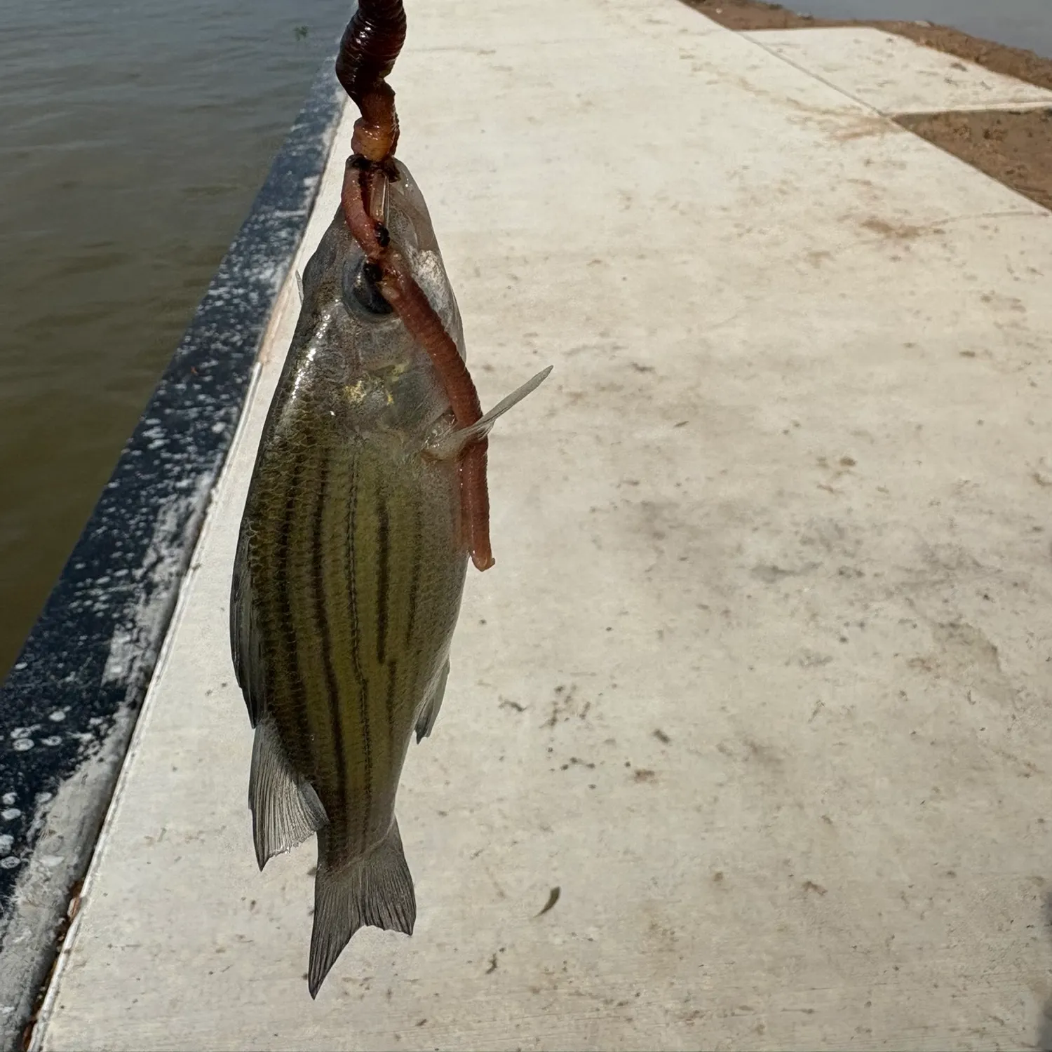 The most recent Striped mojarra catches on Fishbrain
