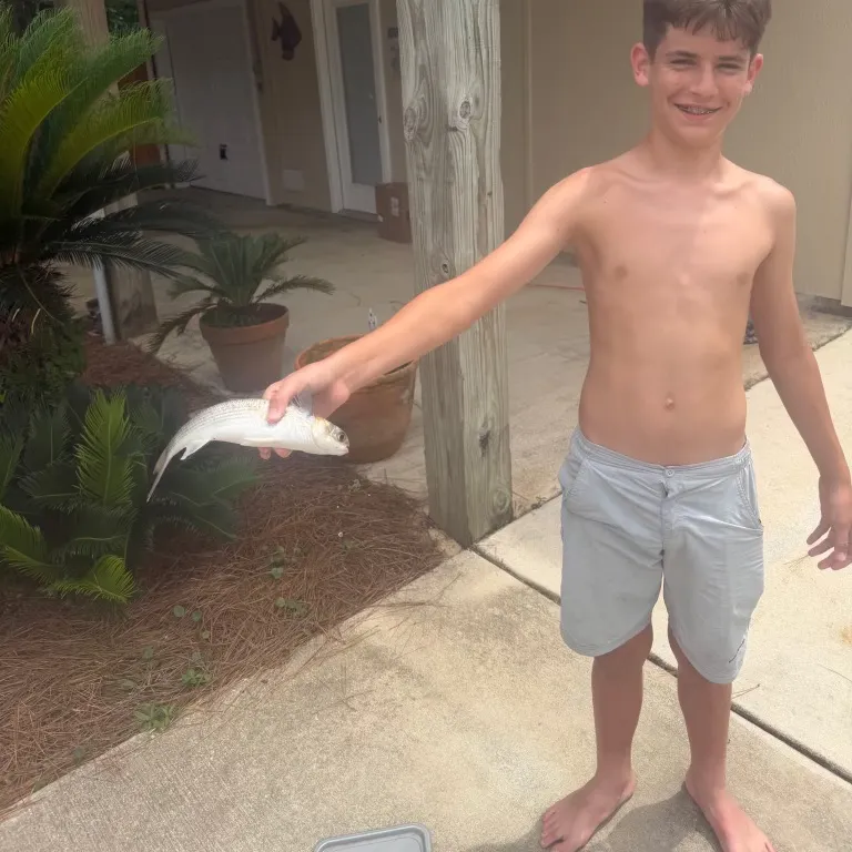 The most recent Thinlip grey mullet catches on Fishbrain