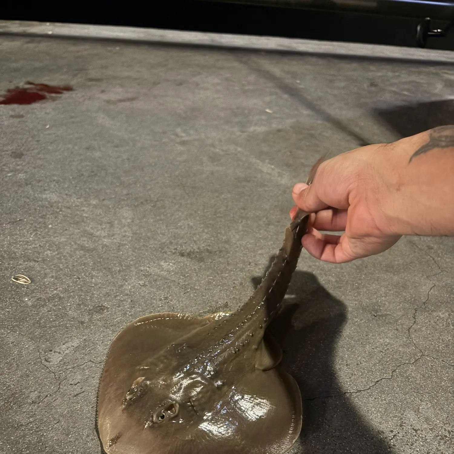 The most recent Thornback guitarfish catches on Fishbrain