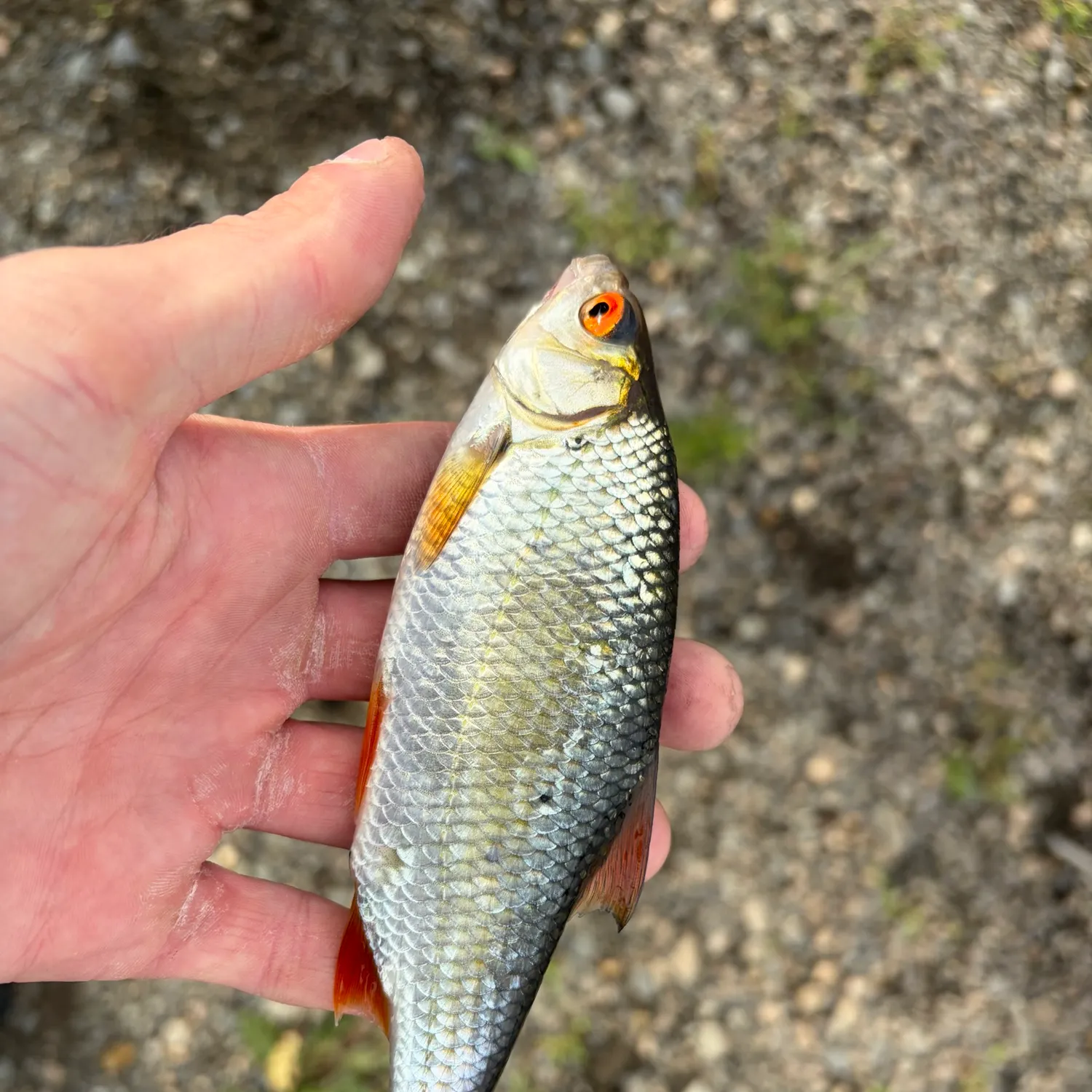 Common roach caught on Fishbrain