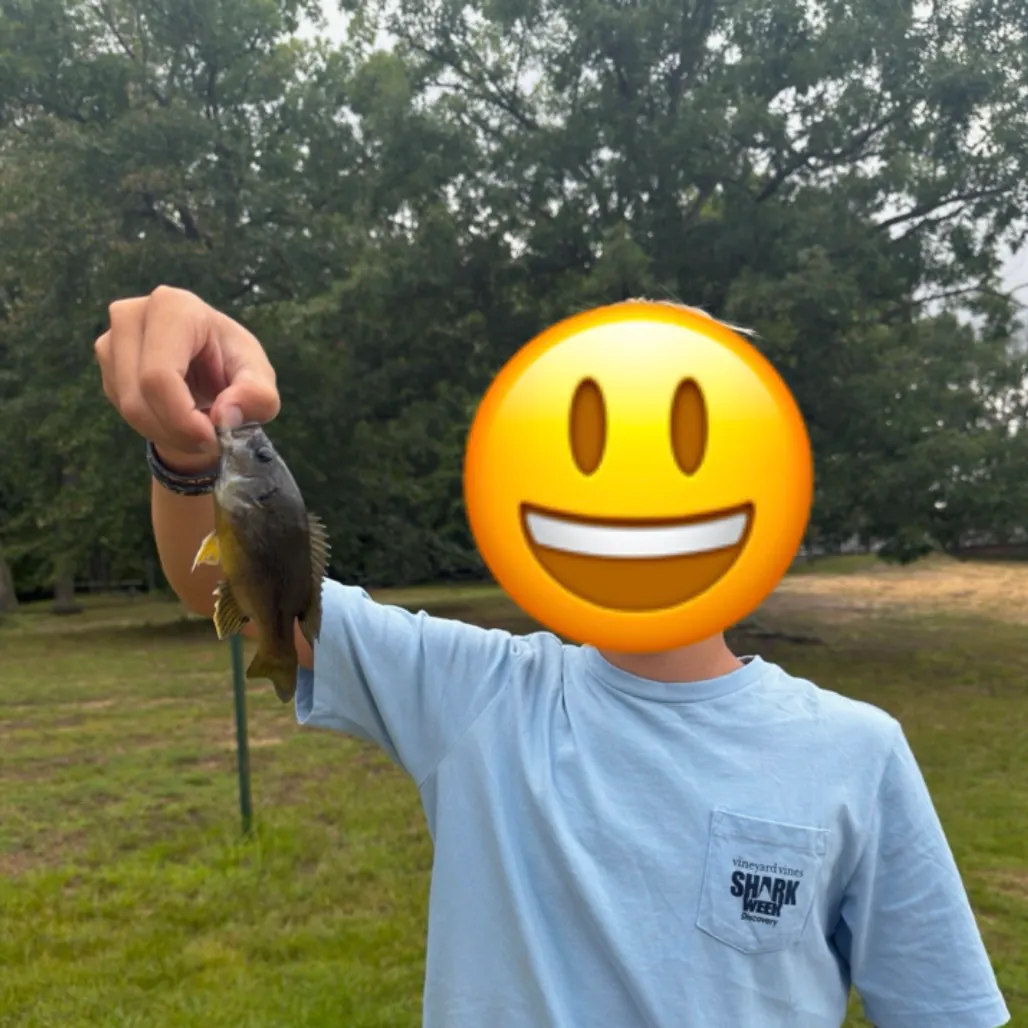Green sunfish caught on Fishbrain