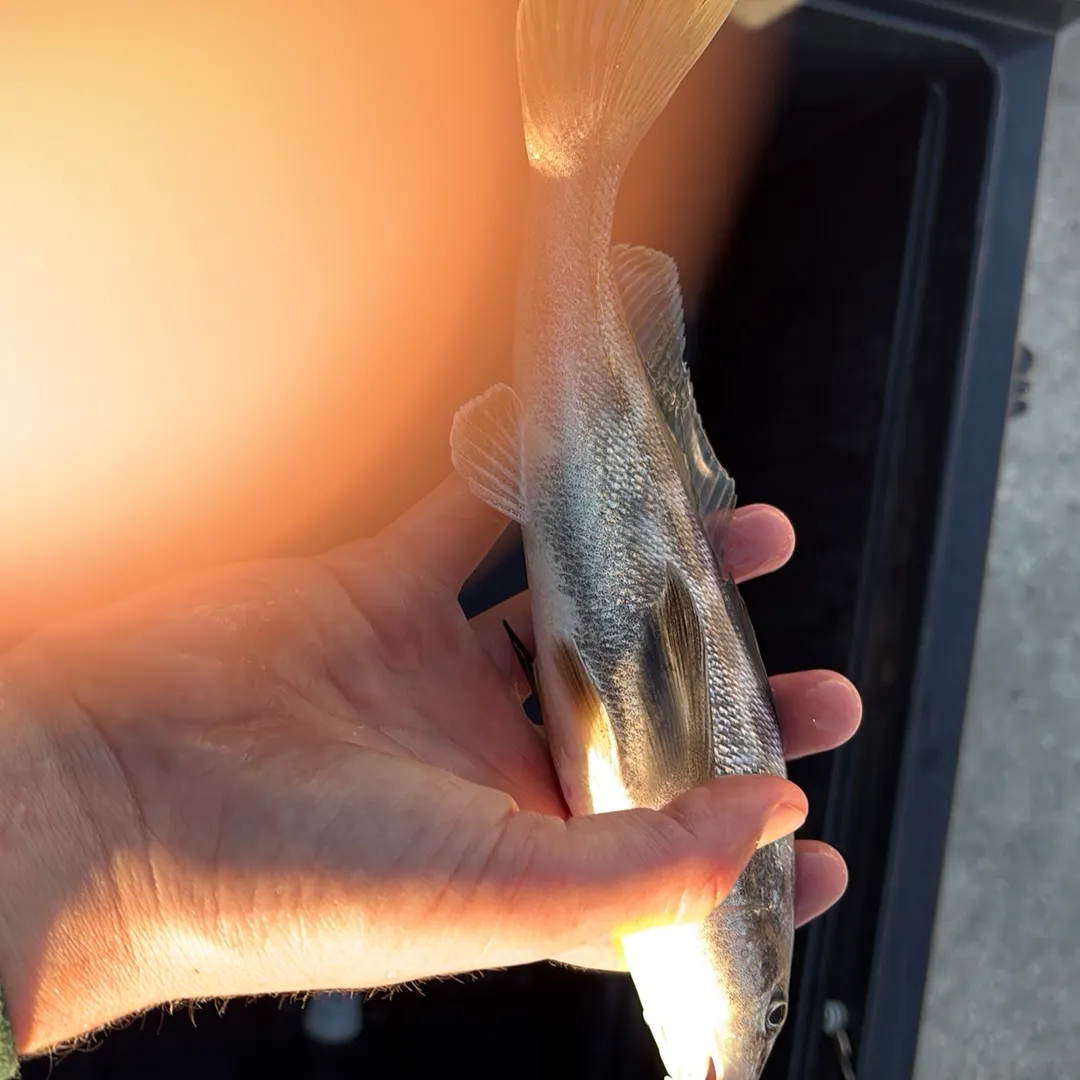 Southern kingcroaker caught on Fishbrain